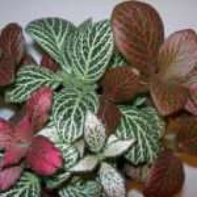 Фиттония: виды, уход и способы размножения