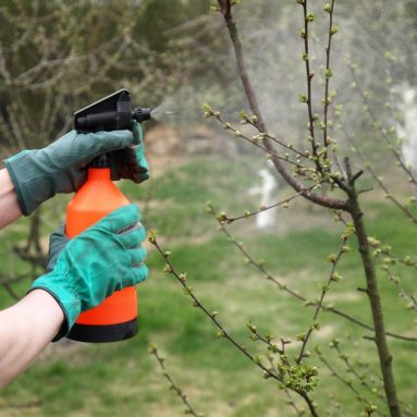 Медный vs железный купорос: выбирай с умом