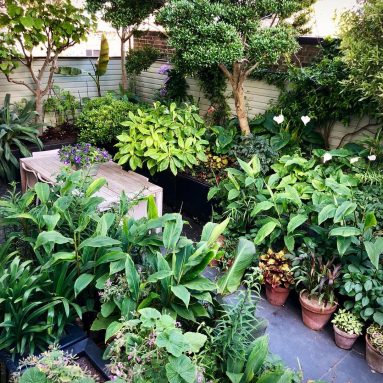 9 неприхотливых растений для маленького сада