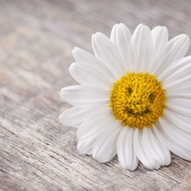 Этот удивительный цветок не только украсит дом, но и уберёт из него негатив