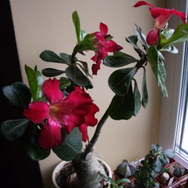 10 самых ядовитых домашних растений