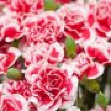 Китайская махровая гвоздика микс: выращивание и уход, фото