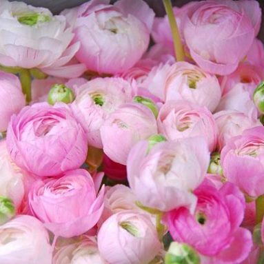 Пионовая роза — цветок похожий на пион