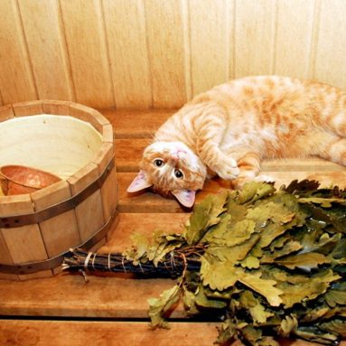 Секрет банщика: как выбрать лучший веник? ★ТОП-5 самых необычных★