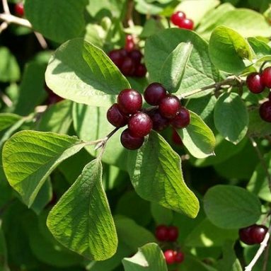 Съедобная или нет татарская жимолость