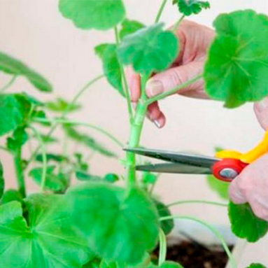 Способы обрезки герани для пышного цветения