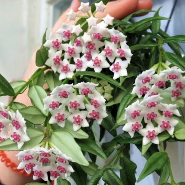 Красивый цветок хоя: можно ли держать его дома