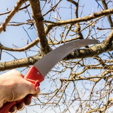 Как правильно весной провести обрезку плодовых деревьев