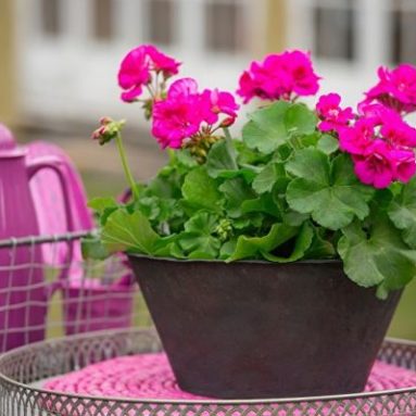 Как вырастить иксору, чтобы она радовала пышными шапками цветов?