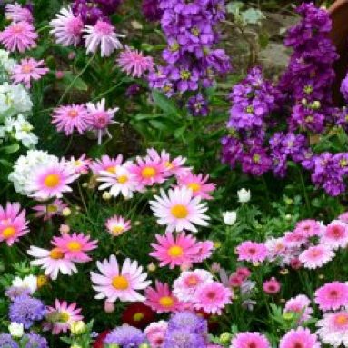 Низкорослые цветы для клумбы: названия и фото