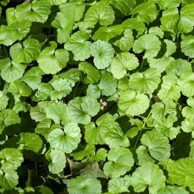 Будра плющевидная — декоративная почвопокрывная трава в саду и дома