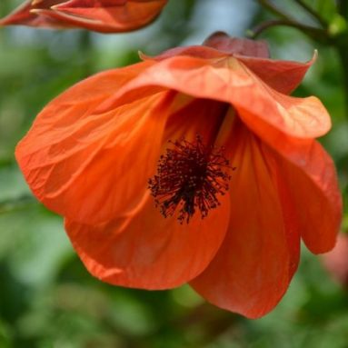 Уход за абутилоном в домашних условиях: сорта, фото