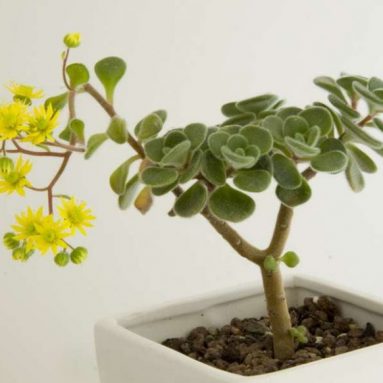 Уход за аихризоном в домашних условиях: описание, фото