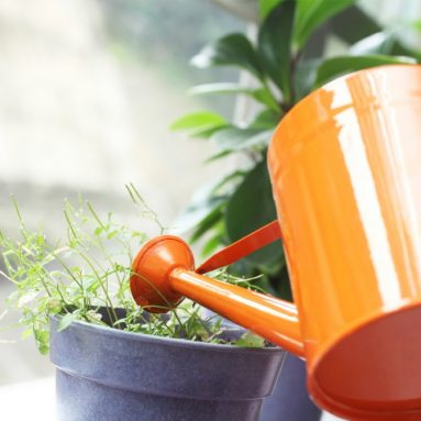 Уникальные подкормки для буйного роста комнатных цветов