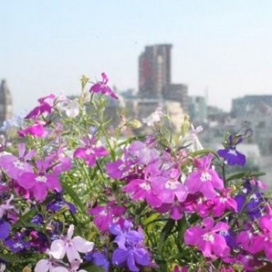 Какие цветы посадить на балконе на солнечной стороне, их названия