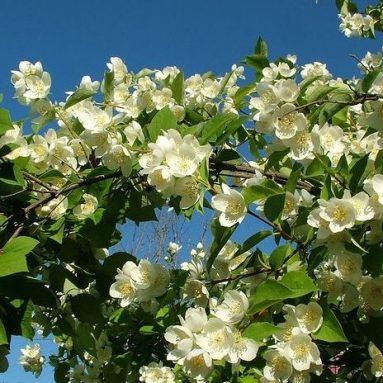 Что важно делать с апельсиновым жасмином, чтобы он часто цвел