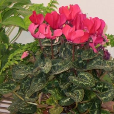 Покупка цветка и как ухаживать за цикламеном в домашних условиях?