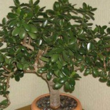 Как и когда пересаживать денежное дерево в домашних условиях