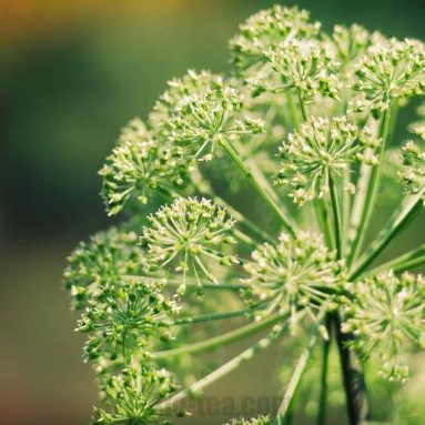 Лекарственный дягиль: как быть здоровым при помощи простой травы?