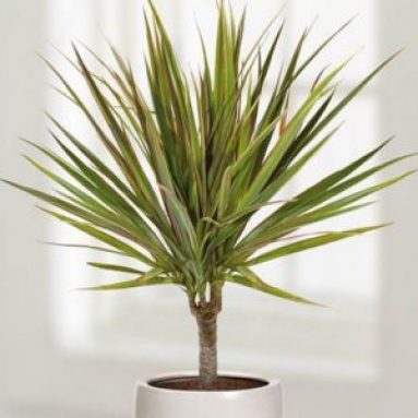 Виды драцены: фото и названия, уход в домашних условиях