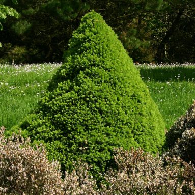 Канада в собственном дворе — посадка Канадской ели Глаука Коника и уход за ней