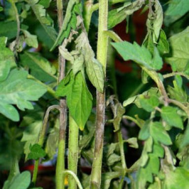 Самые эффективные варианты обработки томатов от фитофторы: рецепты и отзывы