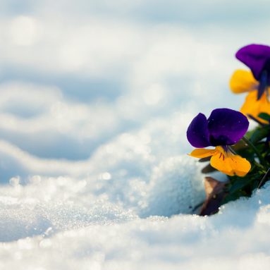 11 самых красивых ранних цветов