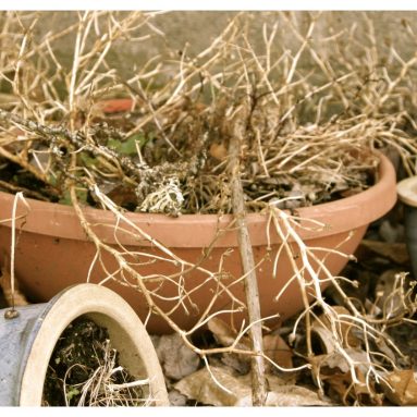 7 непростительных ошибок при планировке сада