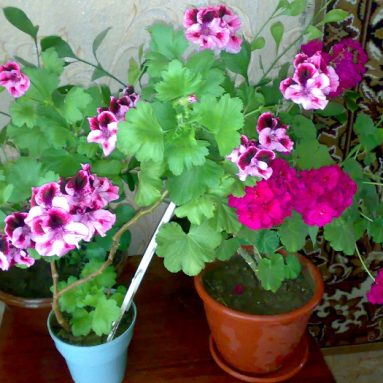 Герань в домашних условиях, уход для начинающих