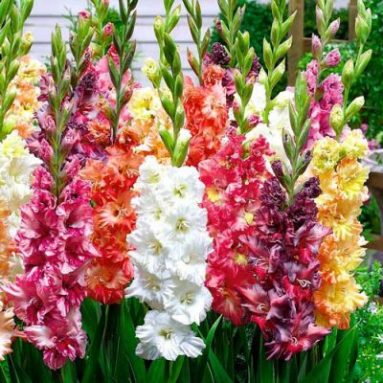 Выращивание гладиолусов, фото цветов