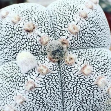 Как отличить молочай от кактуса: 3 главных отличия