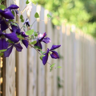 Декорируем неприглядный забор с помощью растений