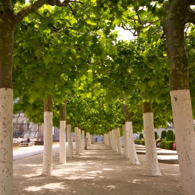 Стоит ли белить весной деревья в саду?