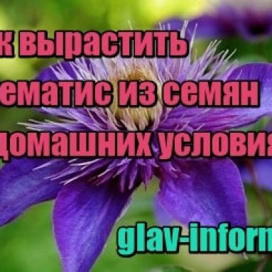 Как вырастить из семян клематисы в домашних условиях?