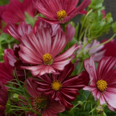 Выращивание космеи из семян: когда сажать и фото цветов