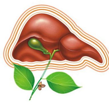 Как вылечить печень и привести в порядок кожу с помощью солянки холмовой
