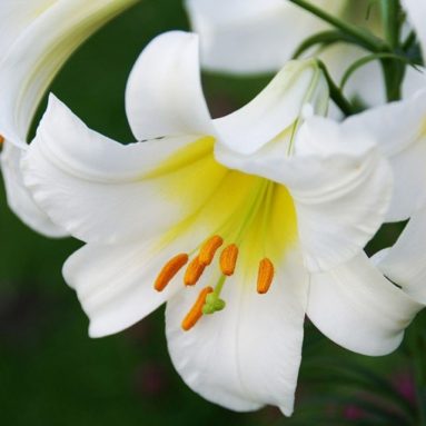 Описание сортов лилий с названиями и фото