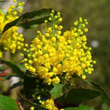 Посадка и уход за магонией падуболистной: описание, фото