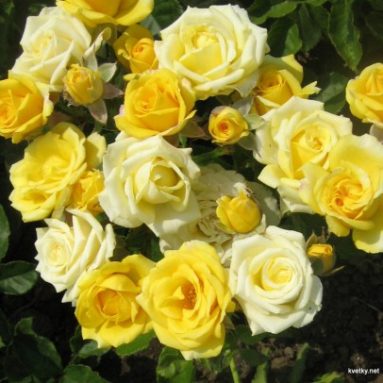 Выращиваем миниатюрную розу дома без лишних хлопот