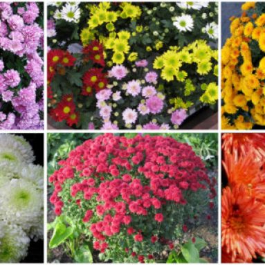 Кустовая хризантема садовая многолетняя: посадка и уход, фото