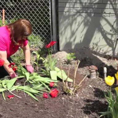 Посадка тюльпанов весной в грунт: выращивание и уход