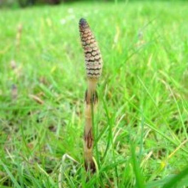 Хвощ полевой: вред и польза лекарственной травы