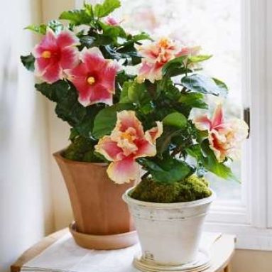 7 домашних растений, которые могут цвести круглый год