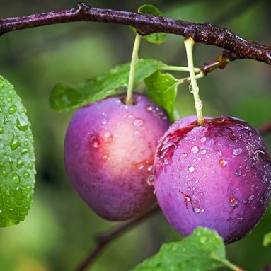 Обрезка сливы осенью: простые советы новичку