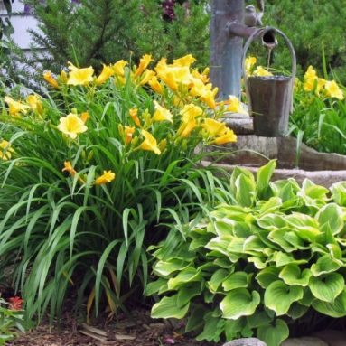 6 причин почему не цветет лилейник