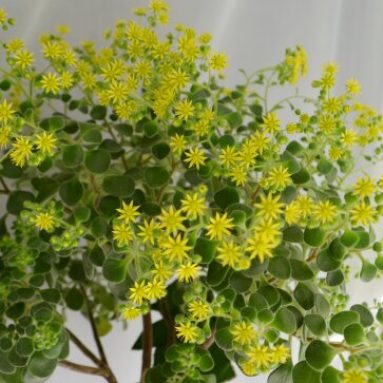 Неожиданно, эти цветы приносят любовь и счастье в дом