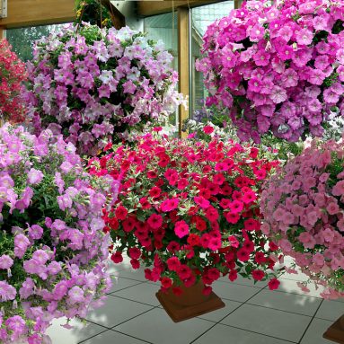 4 шага к хорошей рассаде петуний