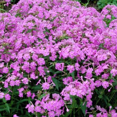 Многолетние флоксы: виды и сорта цветов с фото, названия