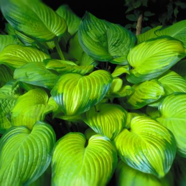 Как обеспечить хосте правильный уход осенью и подготовить её к зиме