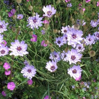 Цветок катананхе — выращивание из семян